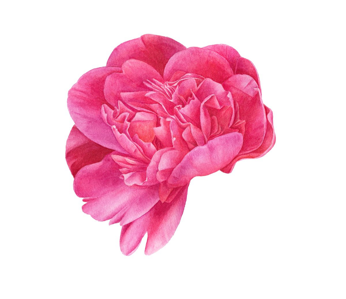 Pink Peony in frame by Alona Hrinchuk