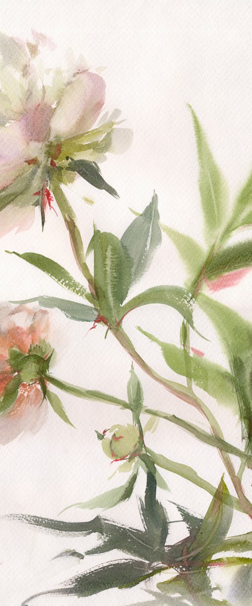 White peonies. by Tatyana Tokareva