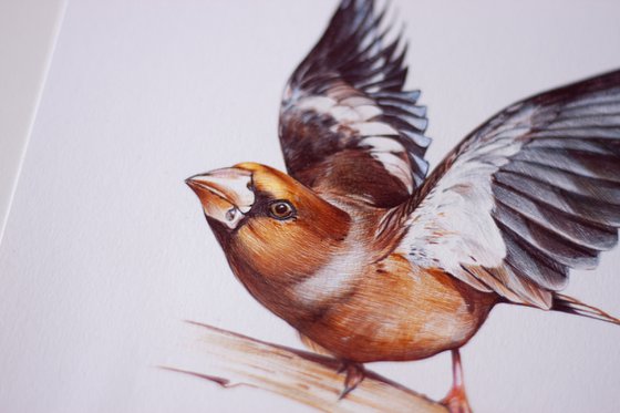 Hawfinch