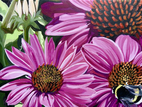 Echinacea And Bumble Bee