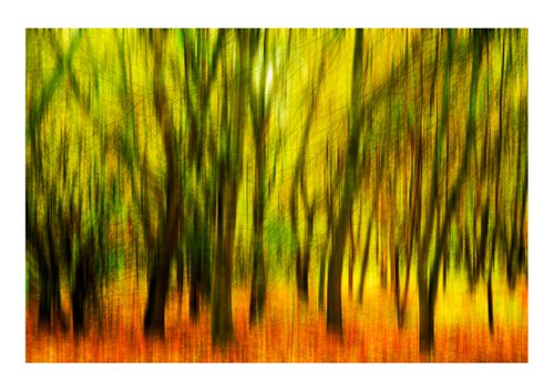 Nature Vibrations - In The Forest. Limited Edition 1/50 15x10 inch Photographic Print by Graham Briggs