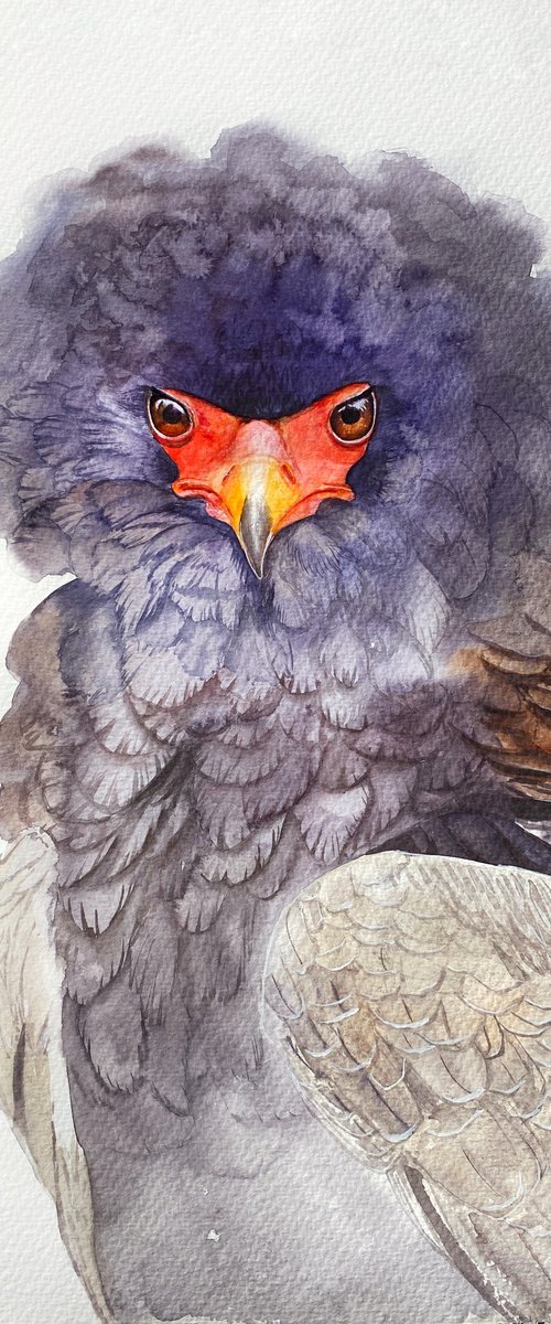 Ruffled Majesty: Portrait of the Bateleur Eagle 2 by Tetiana Savchenko