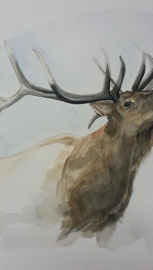 Bull Elk by Katrina Case