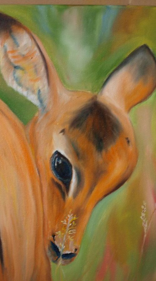 Young Impala by Timea  Valsami