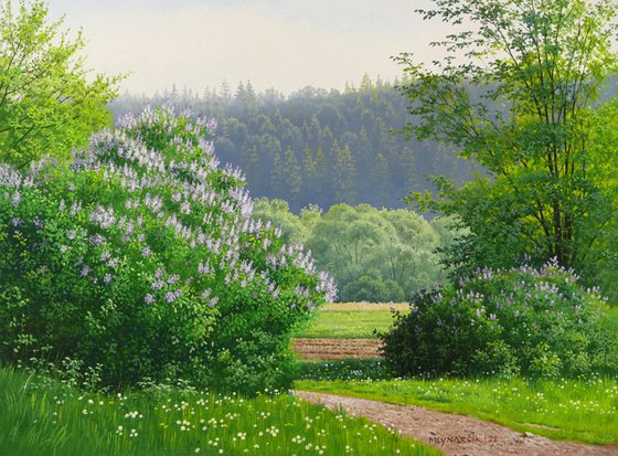 Blooming spring meadow