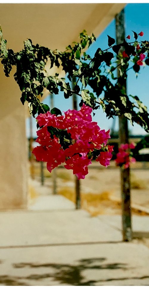 Bougainvillea - North Shore Motel, Salton Sea, California by Richard Heeps