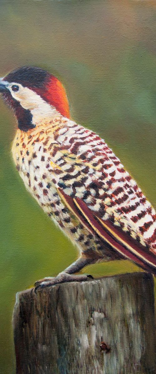 Woodpecker by Norma Beatriz Zaro