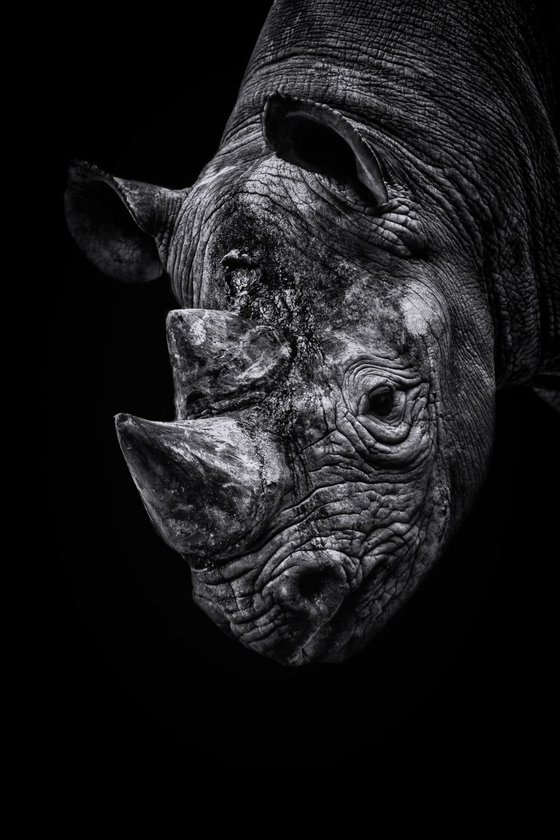 Rhino looking down