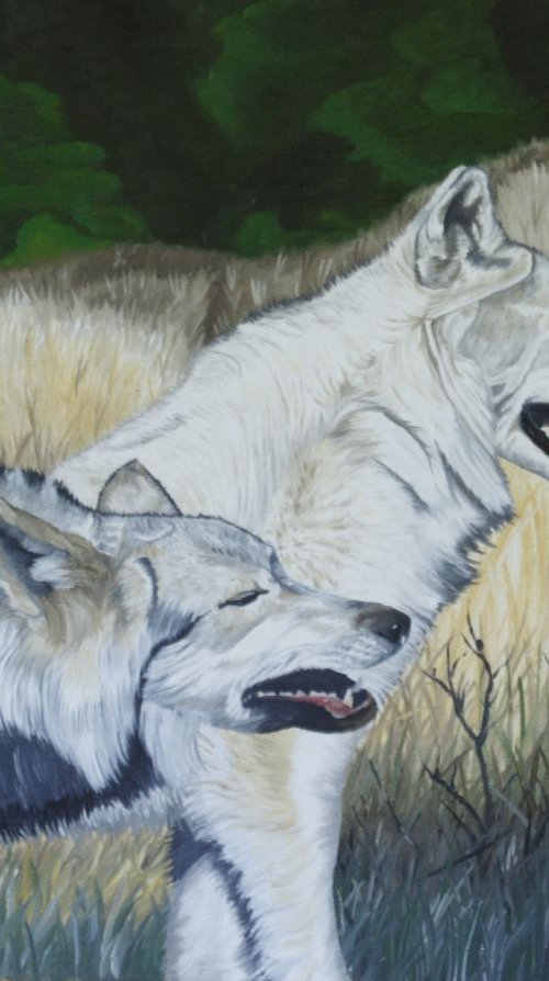 White wolves by Pauline Sharp