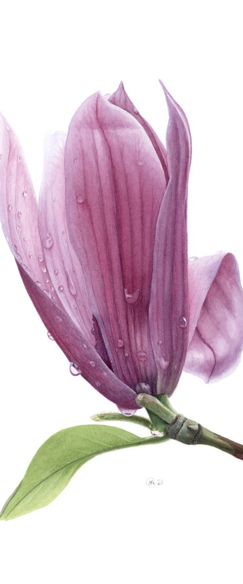 Raindrops On Magnolia by Yuliia Moiseieva