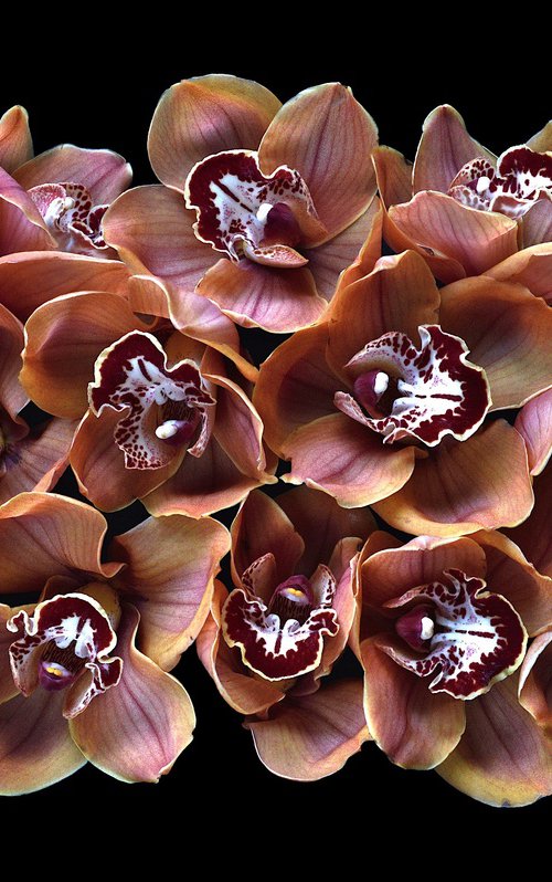 Cymbidium Orchids by Nadia Culph