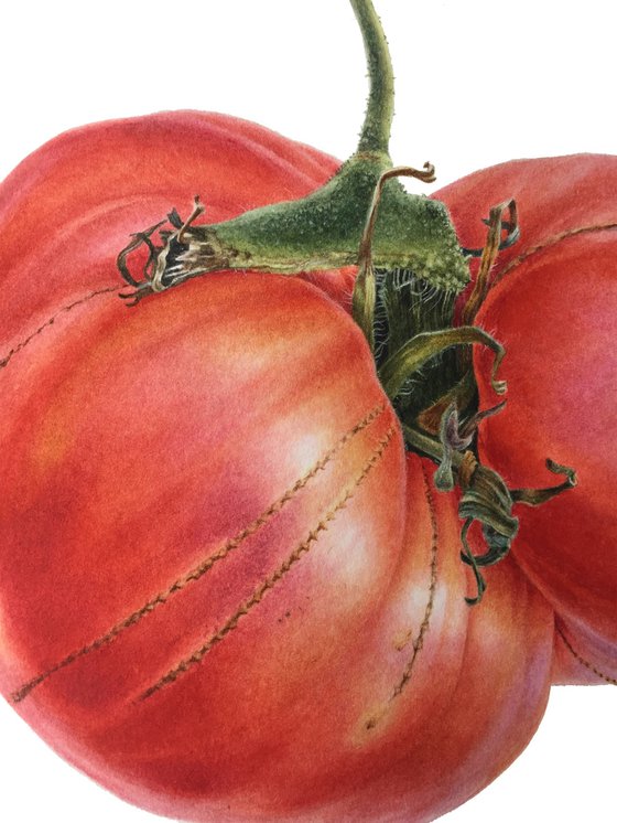 Garden tomato 27x38cm (2020) original botanical art
