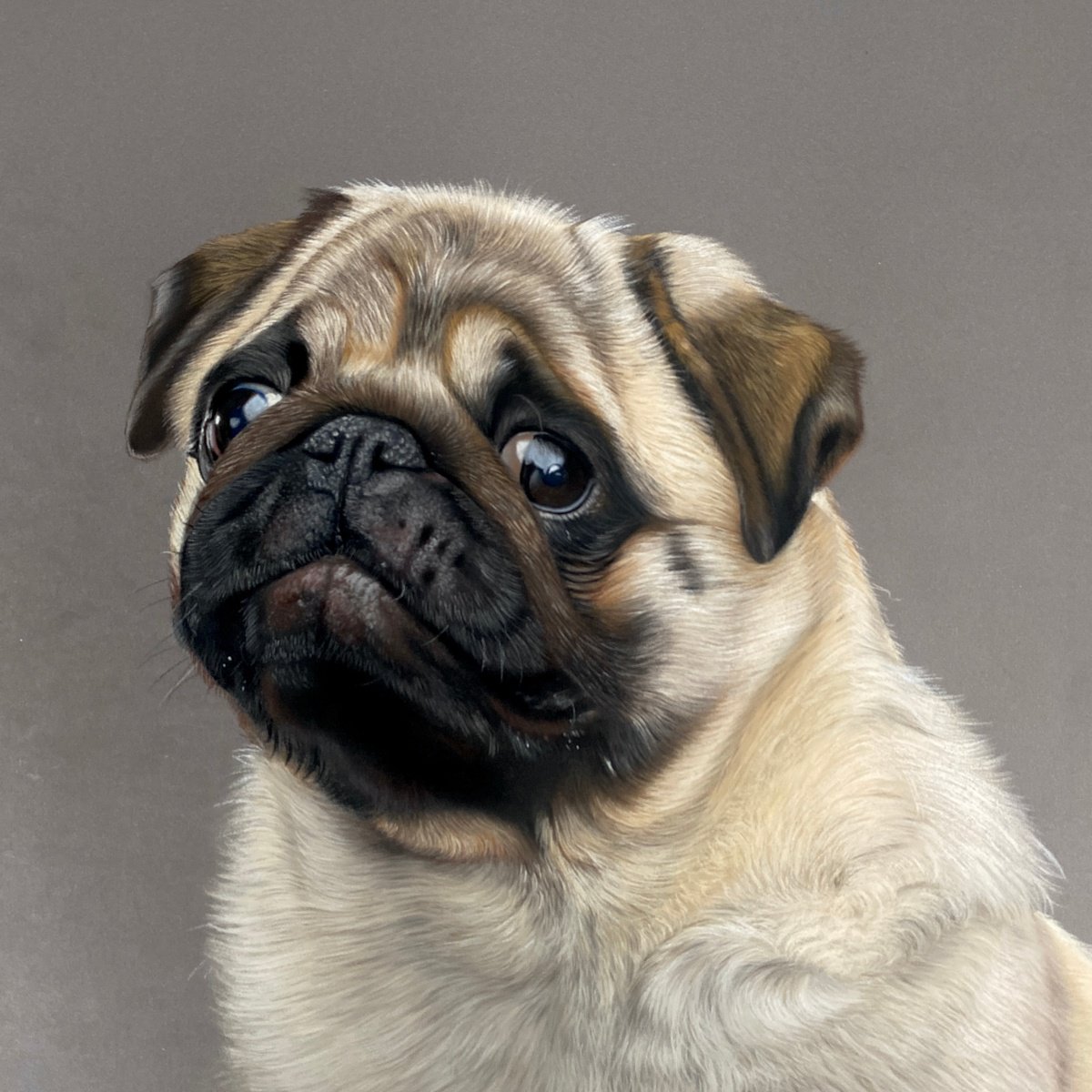 Photorealistic Animal Pastel Drawing By Clare Parkes, 14 X 13, Pug Portrait, Original Artwork