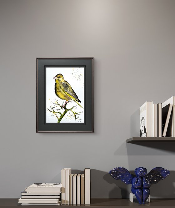 European Greenfinch. Verdone