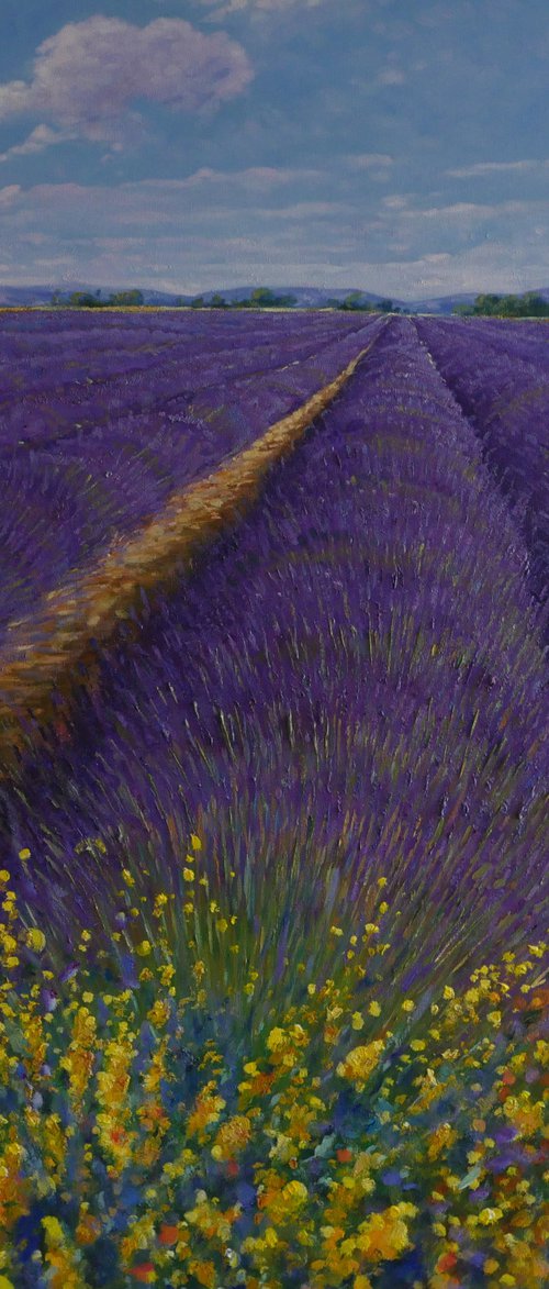 Provence by Claudio Ciardi