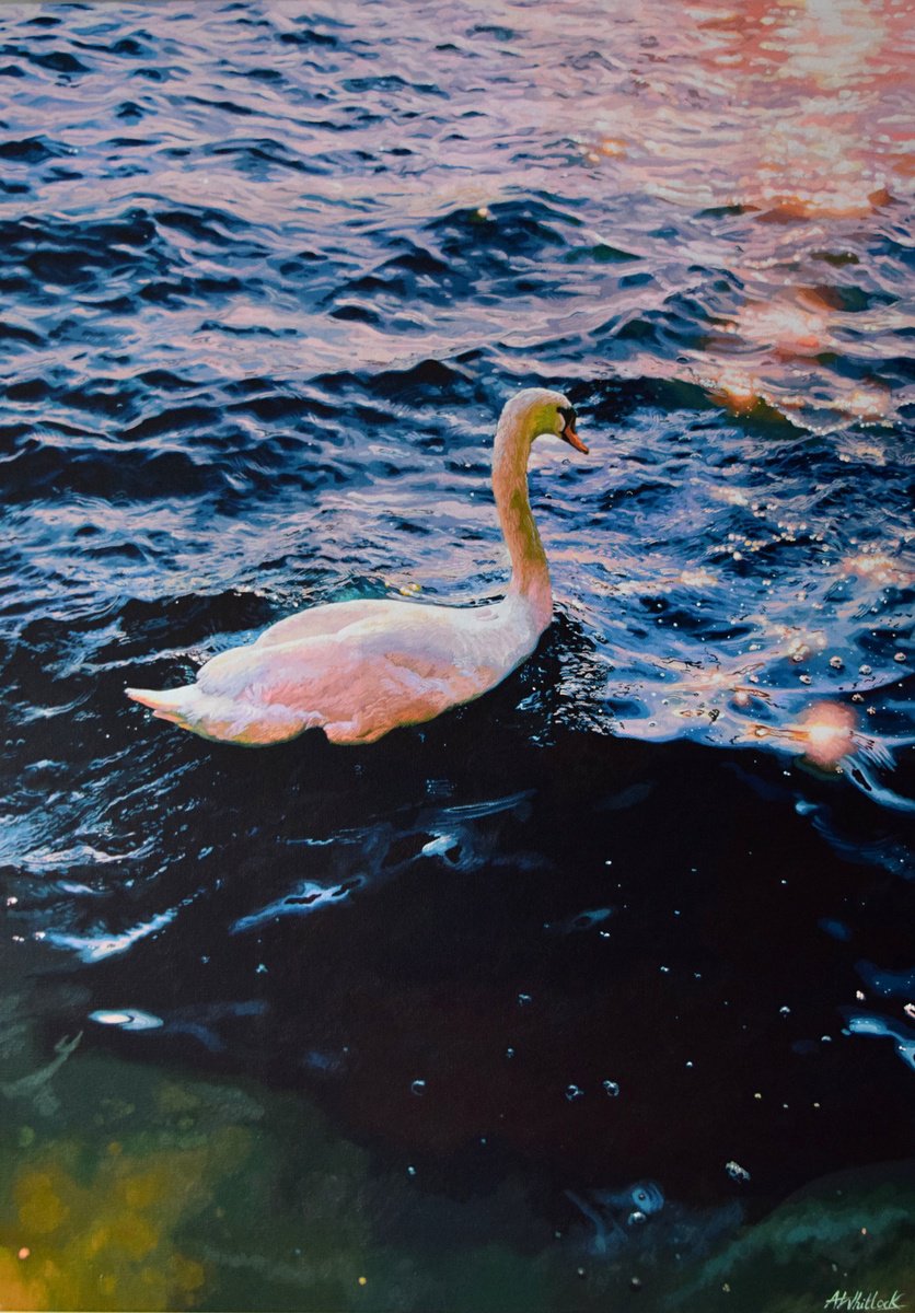 Photorealistic Animal Acrylic Painting By Abi Whitlock, 20 X 28, Upon Dark Waters - Swan, Original Artwork