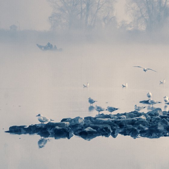 Seagull Island.