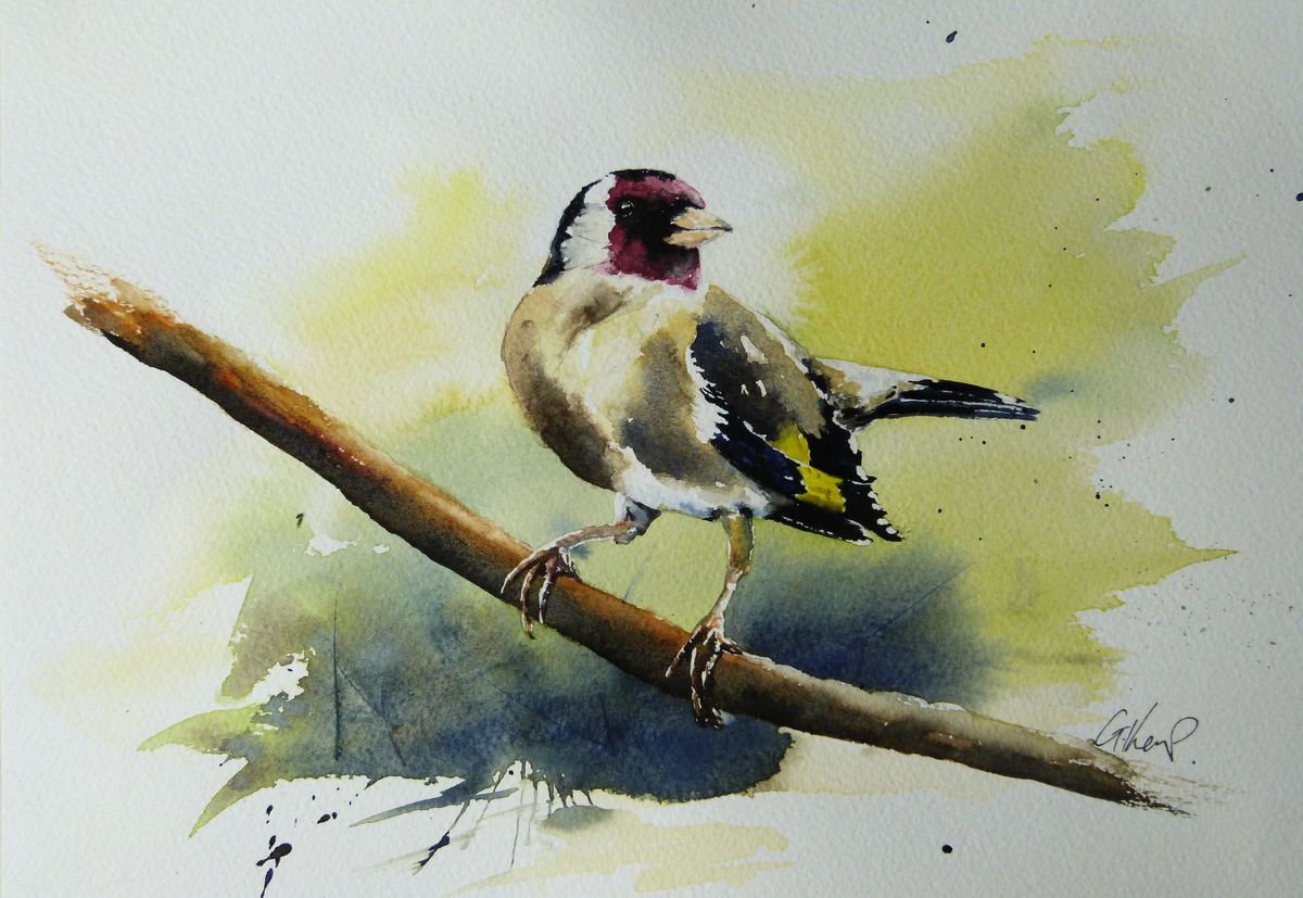 Goldfinch. by Graham Kemp