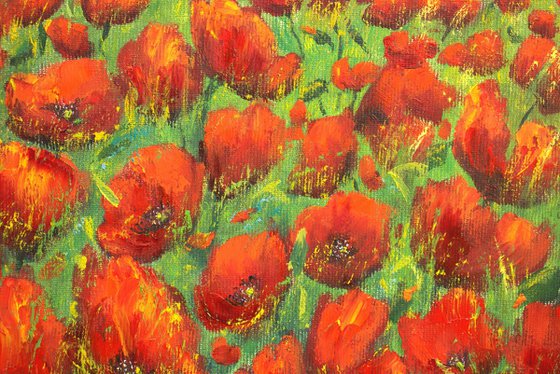 Serene poppy field