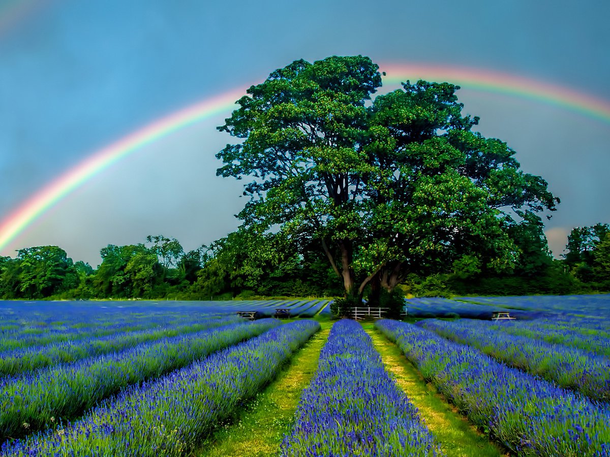Rainbow over Lavender by Paul Englefield