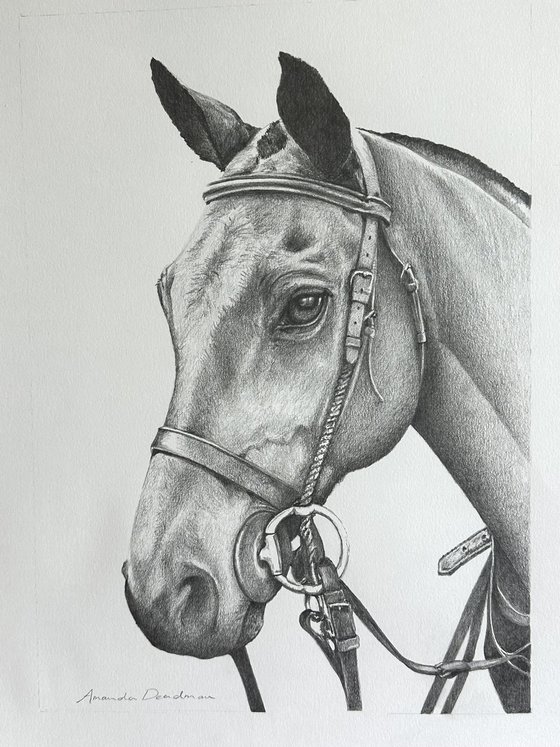 COMMISSION Purito - Polo Pony