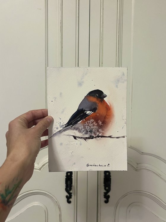 Bullfinch #2