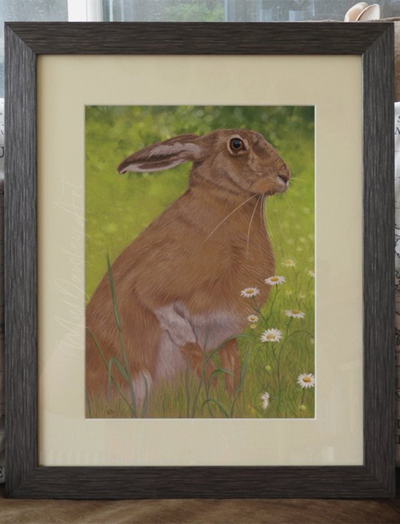 Hare Amongst the Daisies