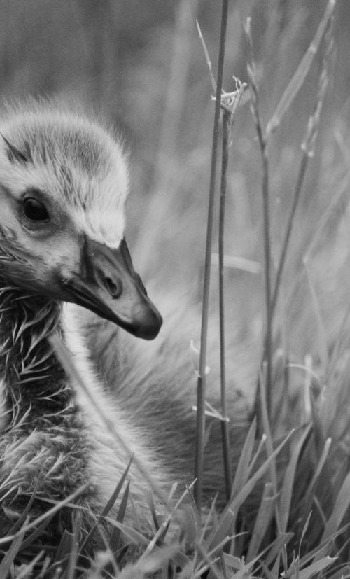 Gosling by Charles Brabin