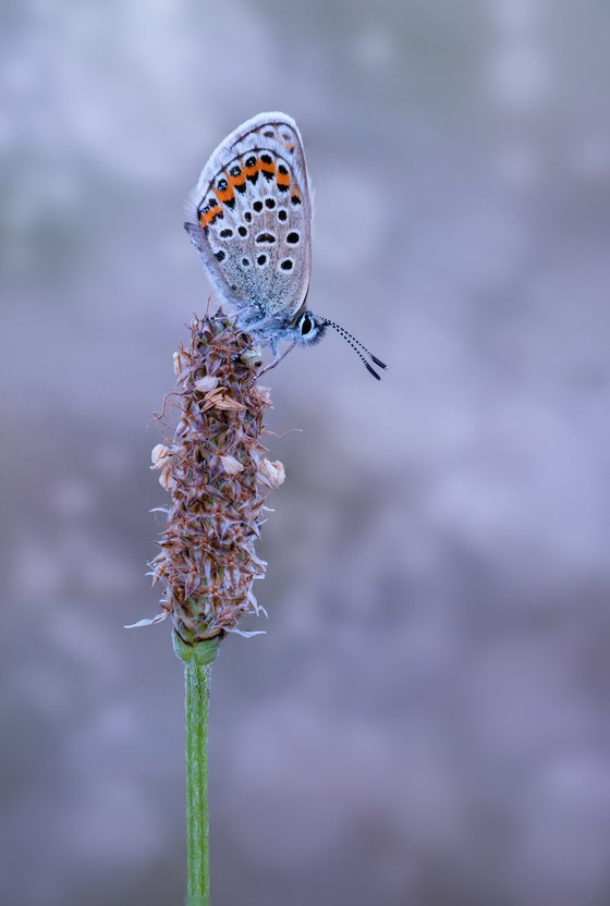 Silver Studded Blue