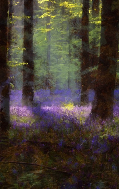 Bluebells 8 by Alistair Wells