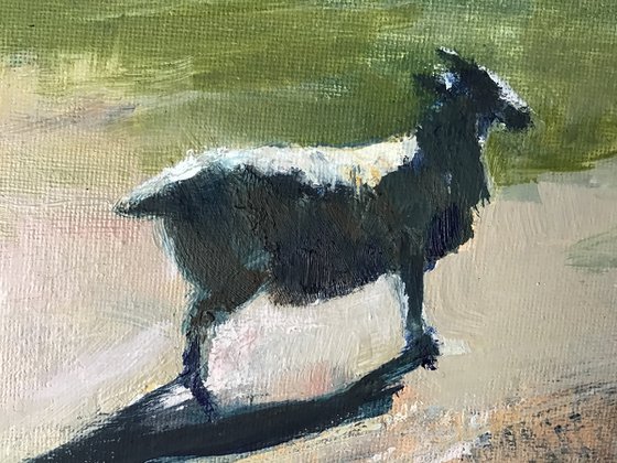 Northumberland Sheep