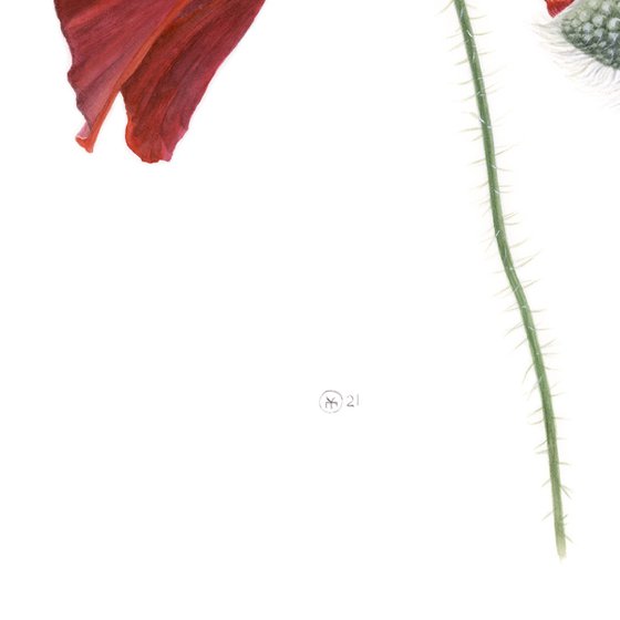 Red Poppies