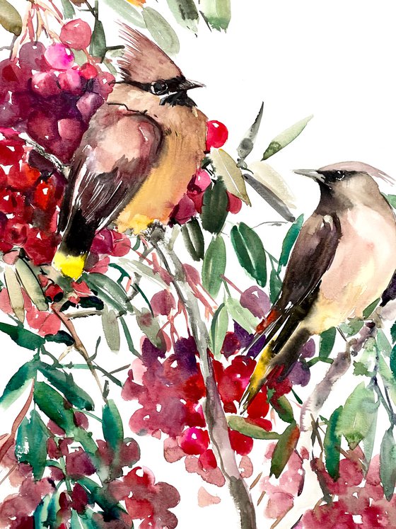Waxwing  Birds and Fall Berries