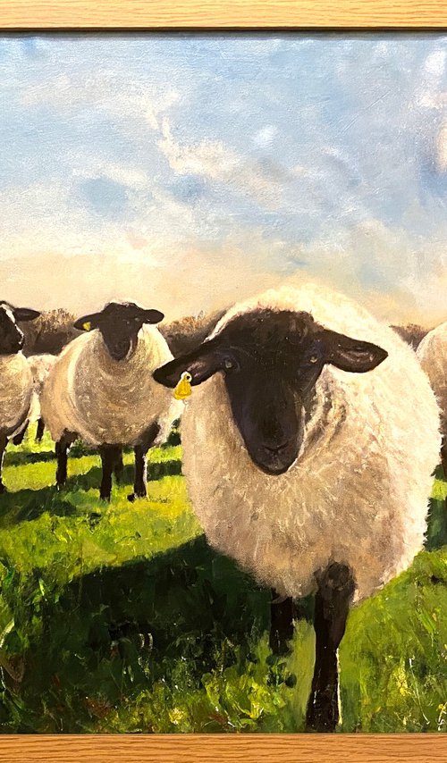 Flock of Black Face Sheep in a Field Framed by Teresa Tanner