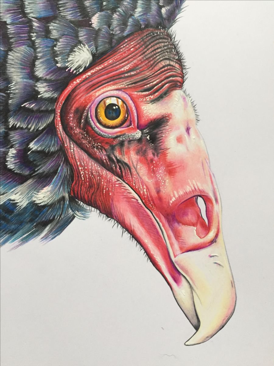 Pencil Drawing , 