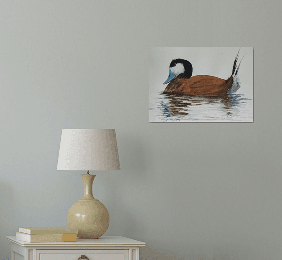 Rosse stekelstaart Ruddy Duck