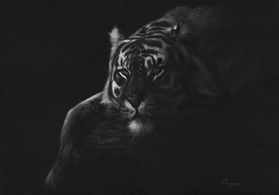 Tiger In The Darkness