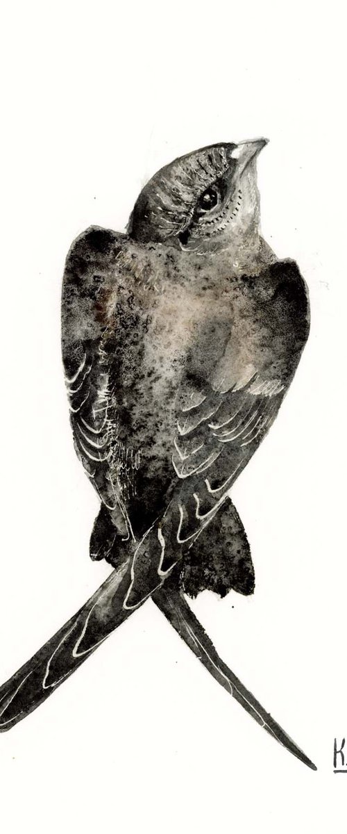 Swift bird by Karolina Kijak