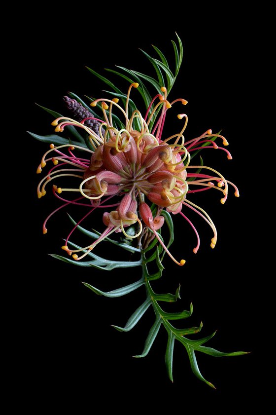 Grevillea Superb