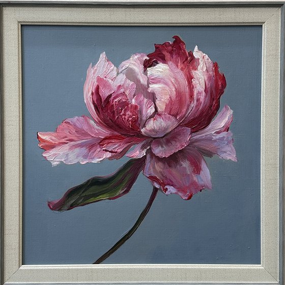 Pink miracle. Peony.