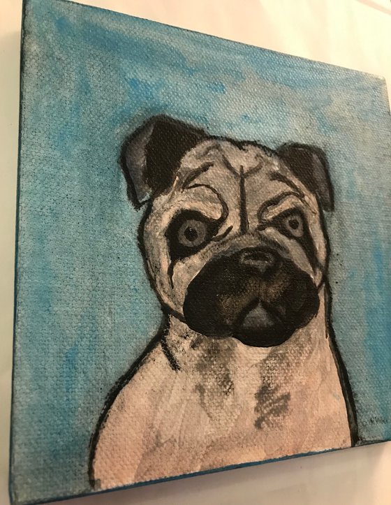 Portrait of a pug puppy