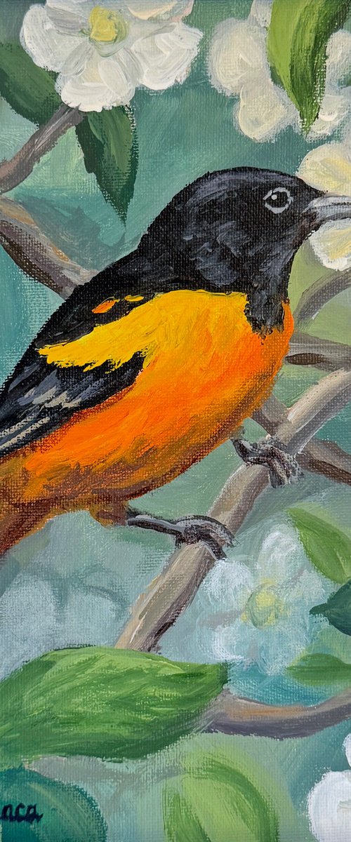 Oriole with White Flowers by Steph Moraca