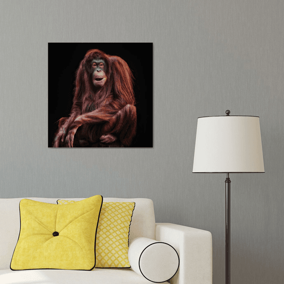 Female Orang-utan