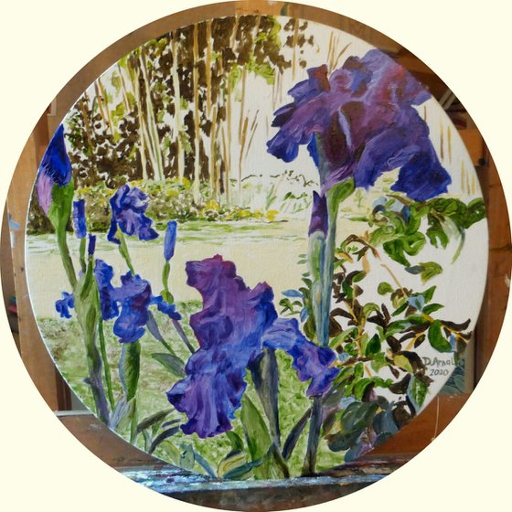 Les iris du jardin