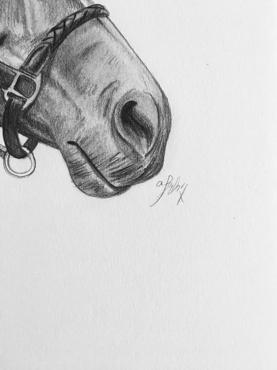 Horse no 2