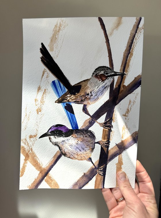 Purple-crowed Fairy-wrens
