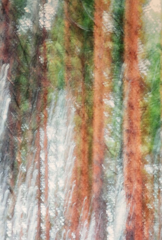 Metsä (studio 8)