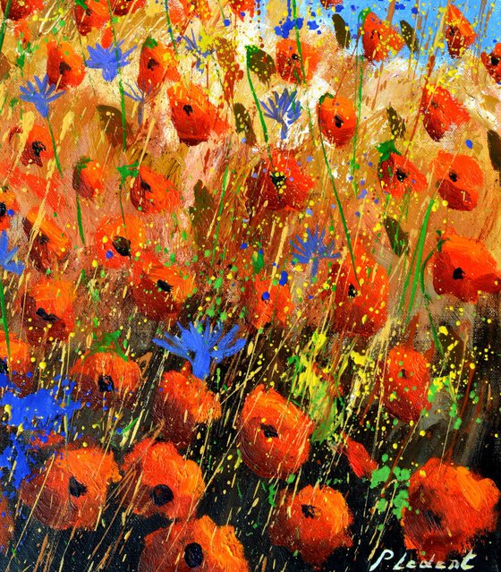 Red poppies 5624