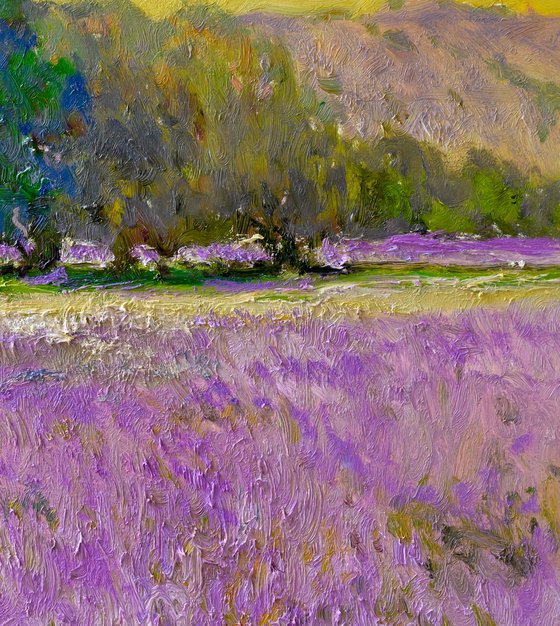 Lavender Field
