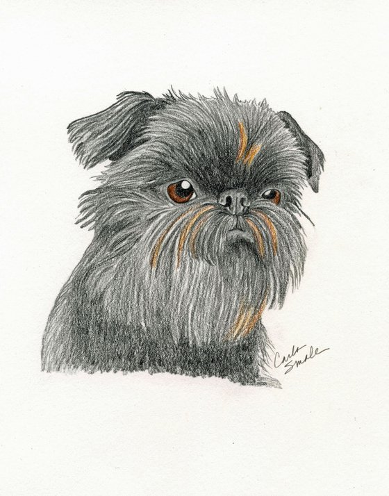 Brussels Griffon Pet Dog Art Original Drawing-Carla Smale